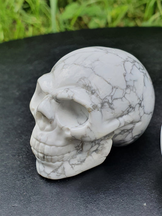 Crâne Howlite