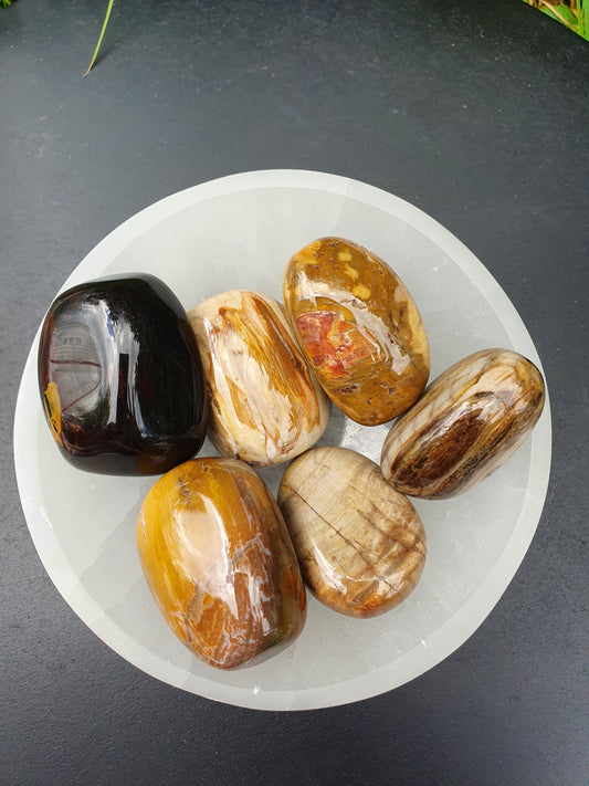 Pierre roulée Bois Fossile