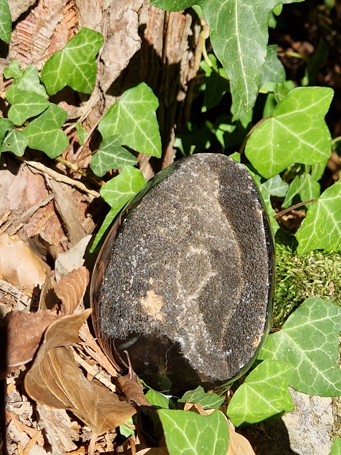Oeuf de Septaria sauvage