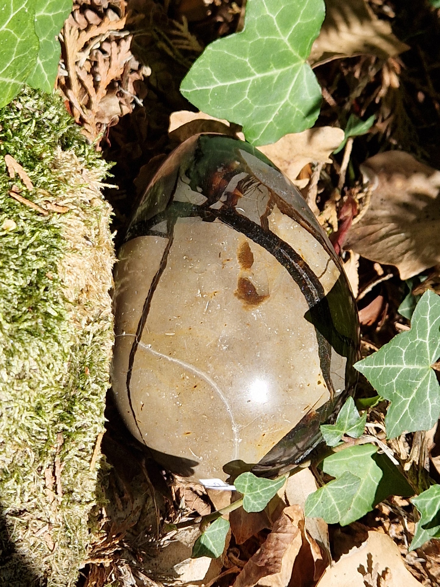 Oeuf de Septaria sauvage