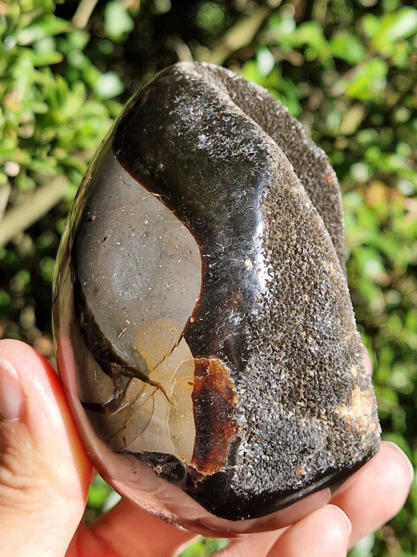 Oeuf de Septaria sauvage