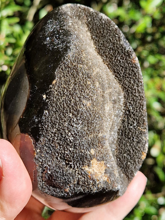 Oeuf de Septaria sauvage