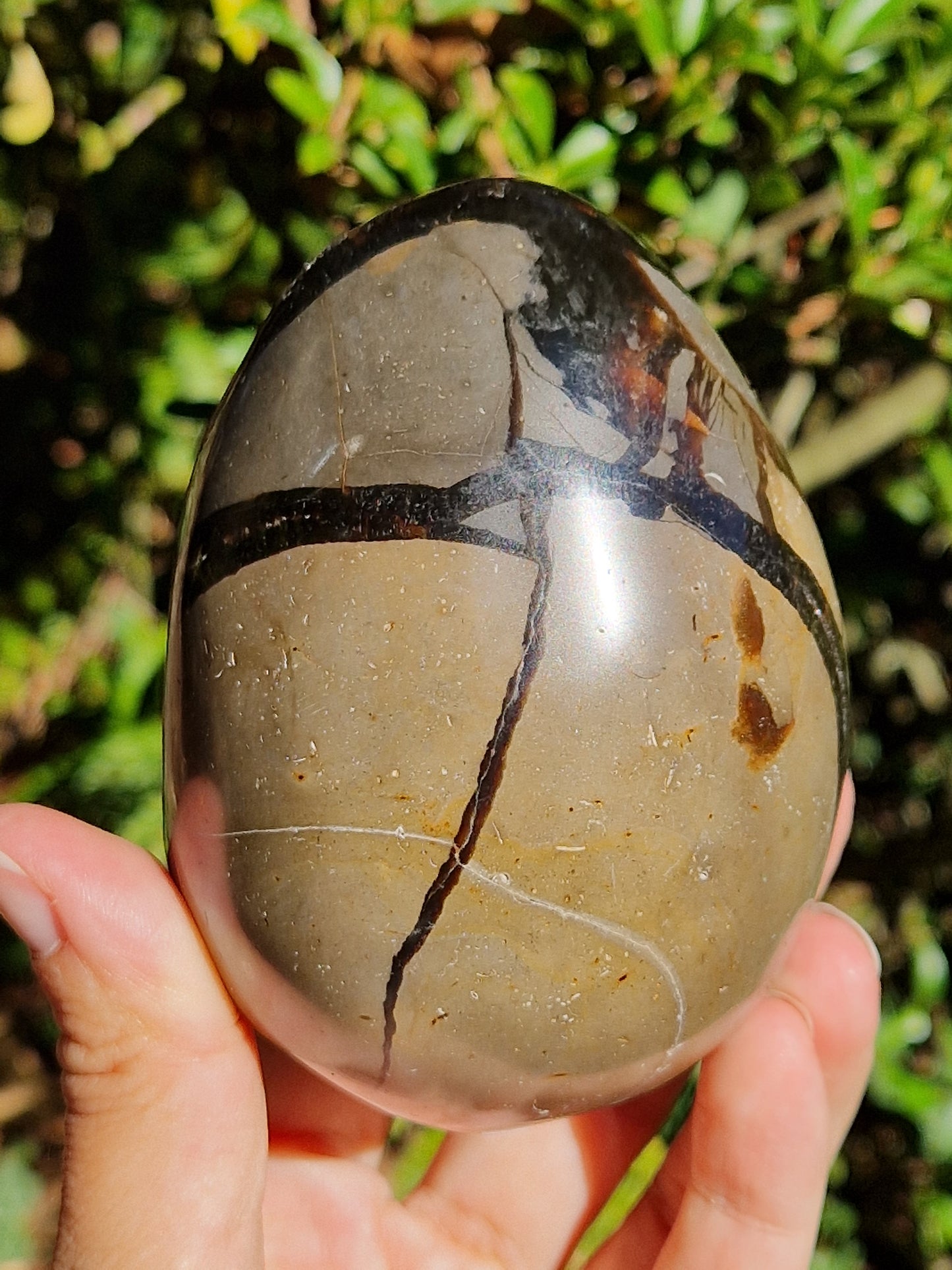 Oeuf de Septaria sauvage