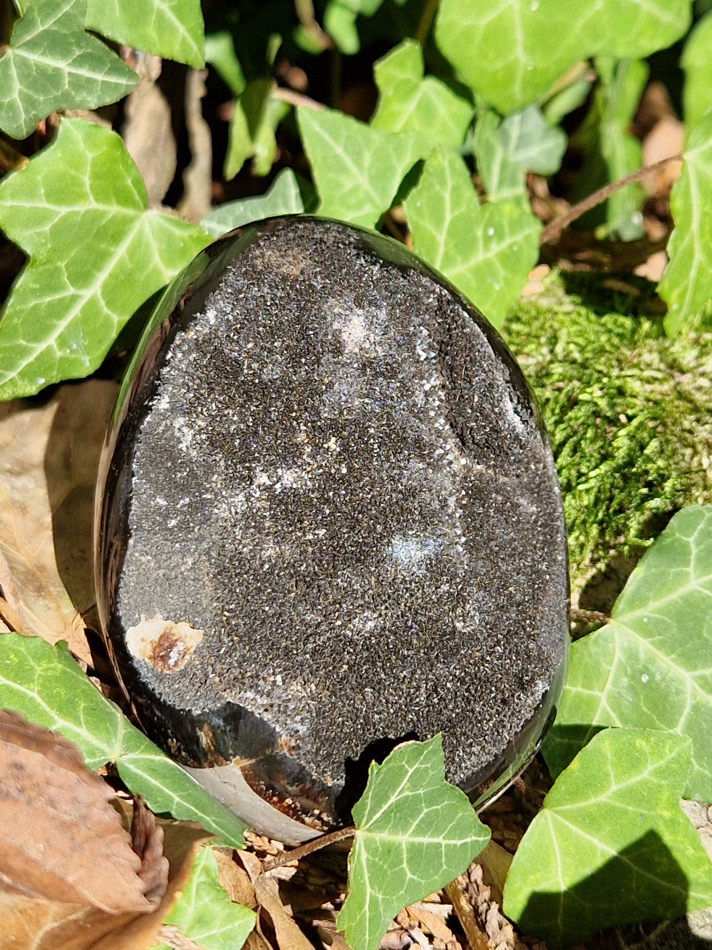 Oeuf de Septaria sauvage B