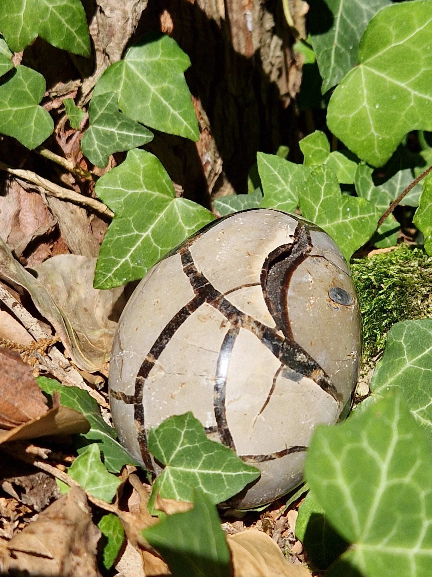 Oeuf de Septaria sauvage B