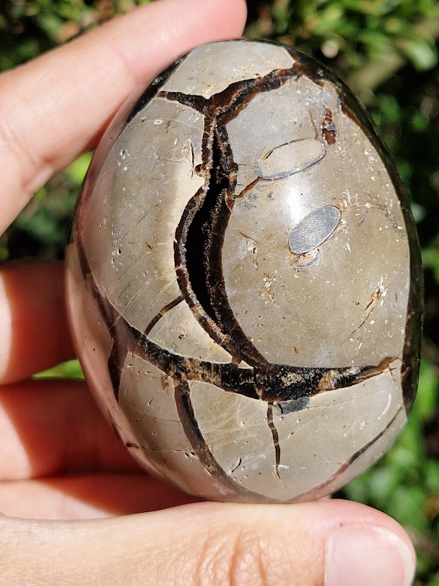Oeuf de Septaria sauvage B