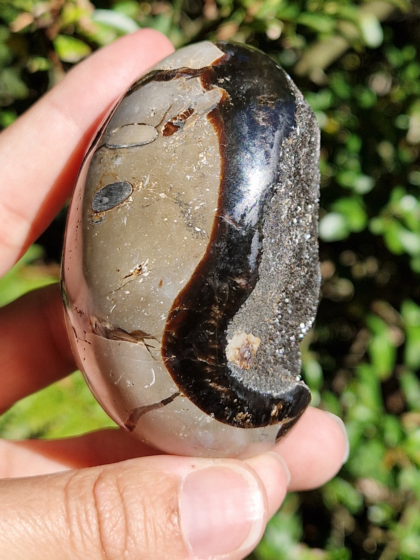 Oeuf de Septaria sauvage B
