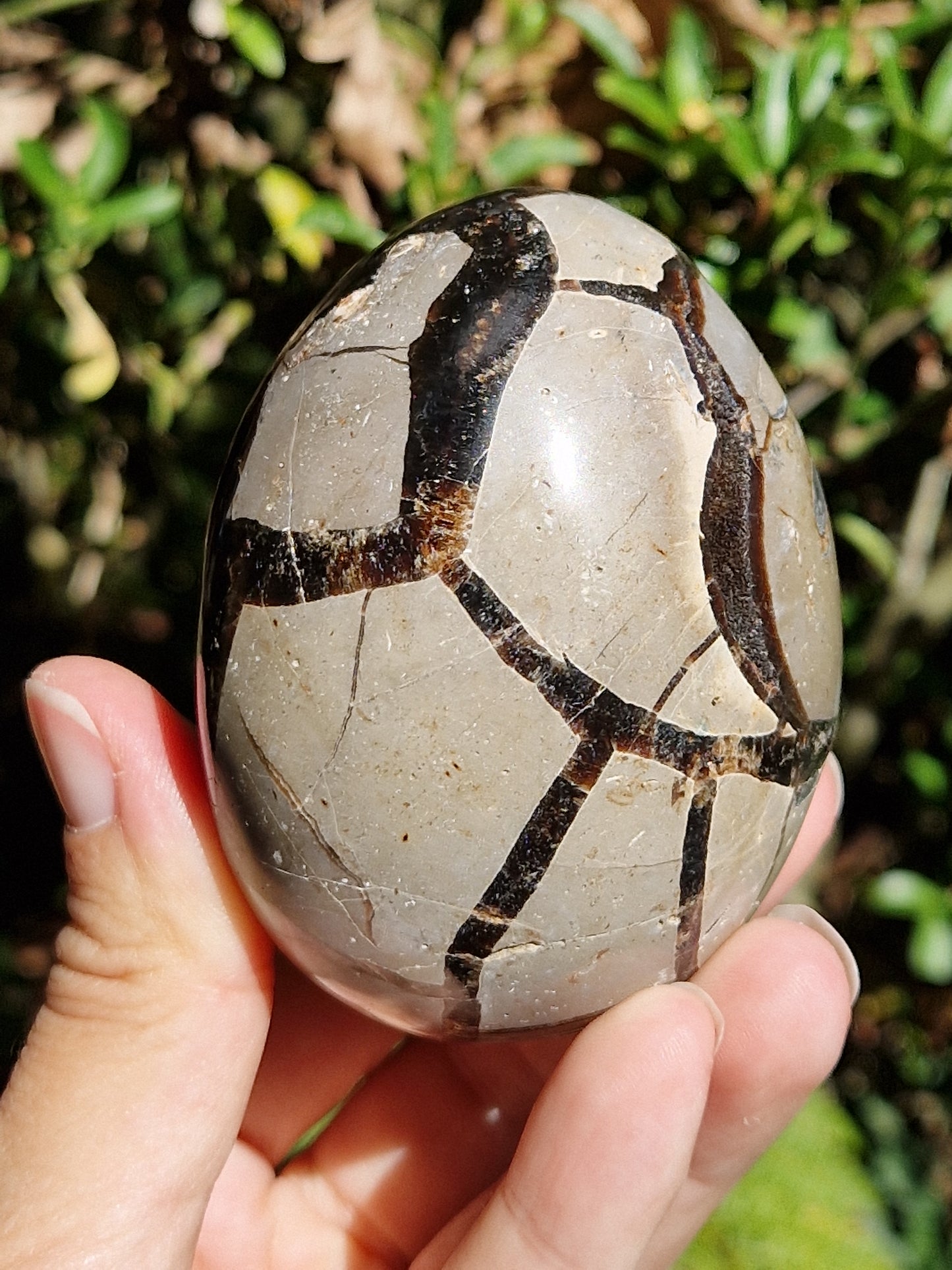 Oeuf de Septaria sauvage B
