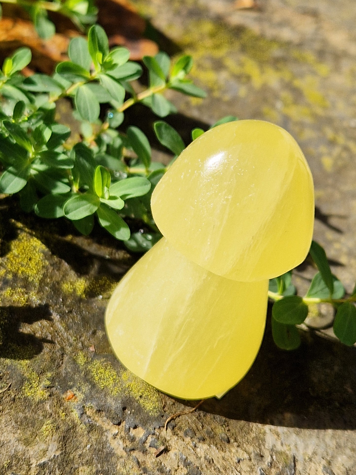 Champignon Calcite jaune A