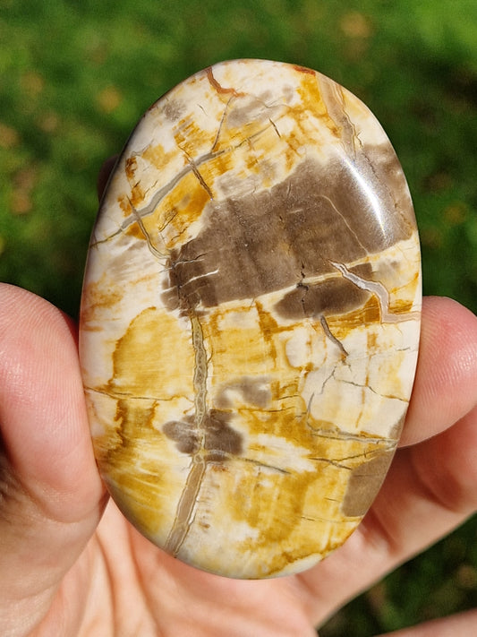 Galet Bois fossile (à choisir)