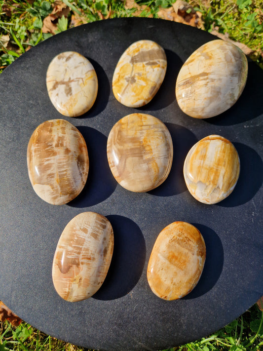 Galet Bois fossile (à choisir)