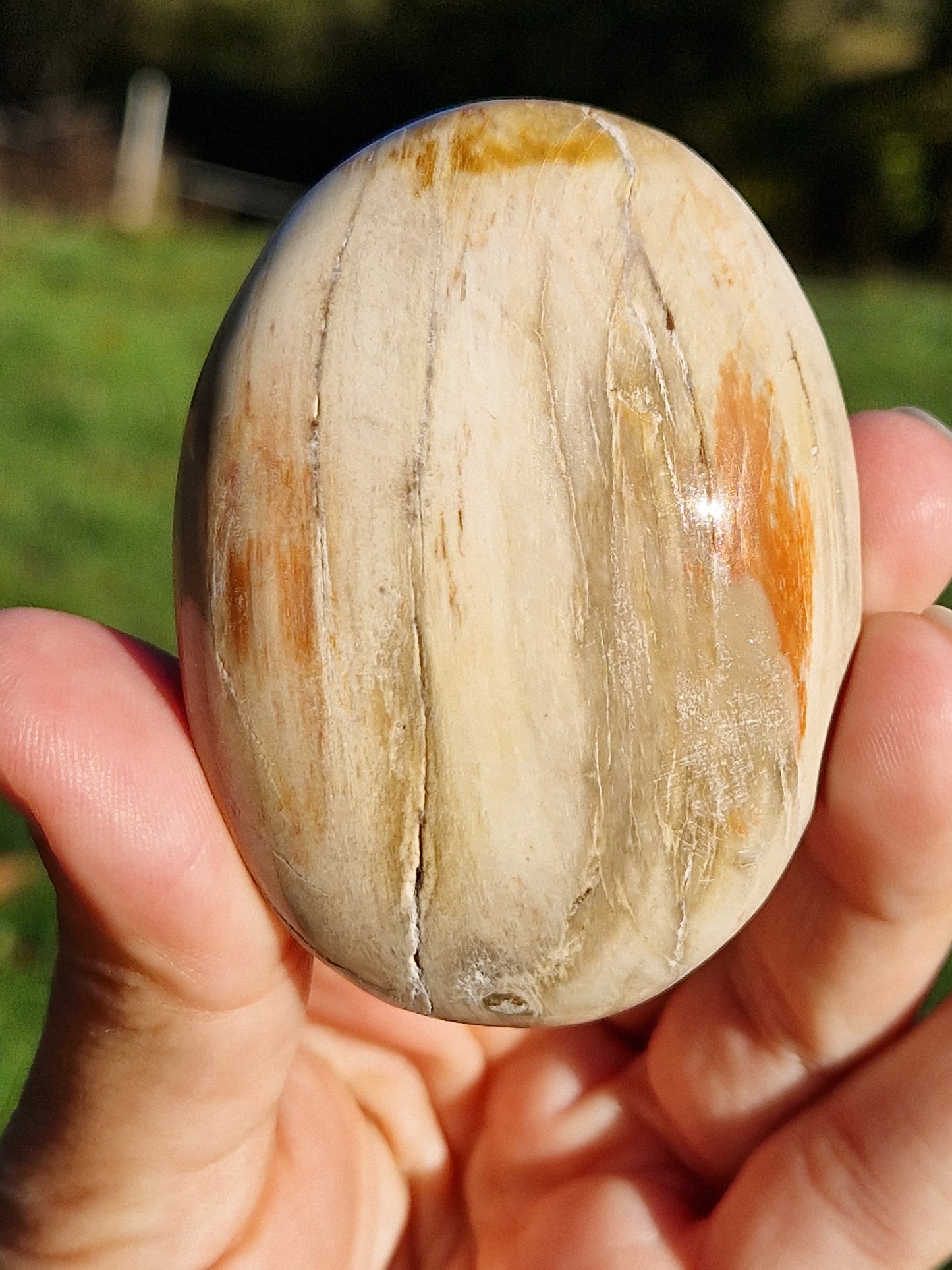 Galet Bois fossile (à choisir)