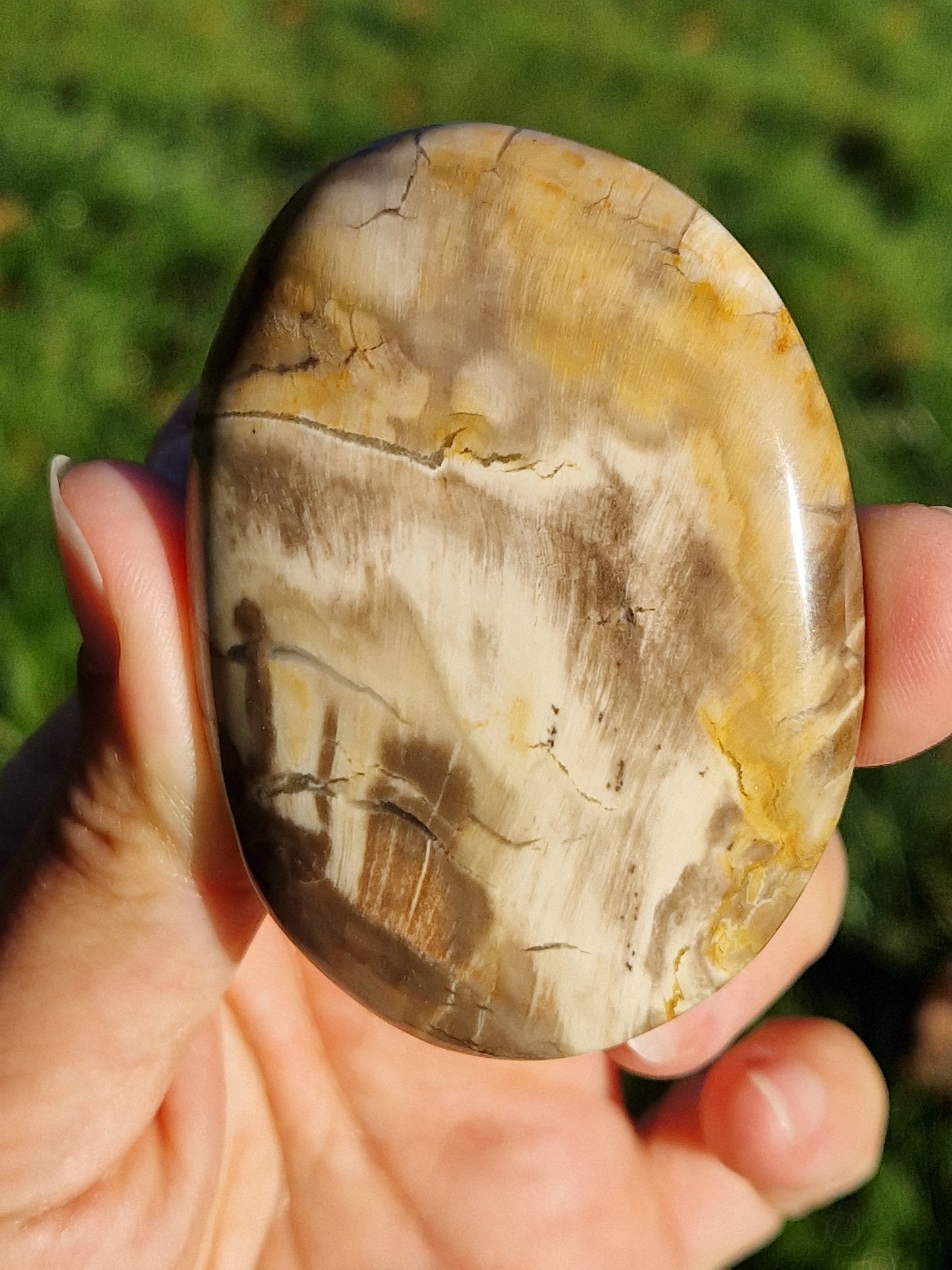 Galet Bois fossile (à choisir)