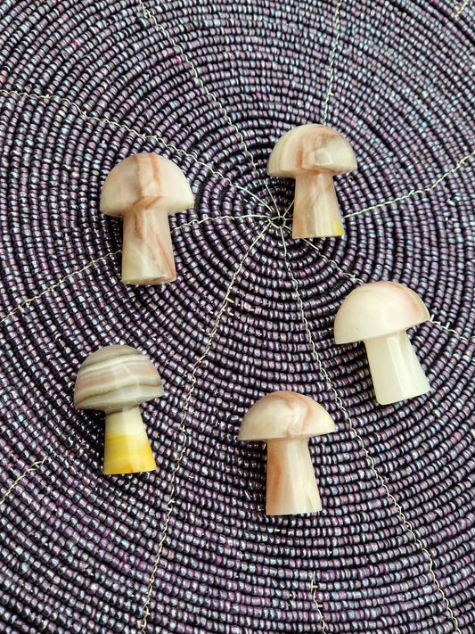 Champignon Aragonite