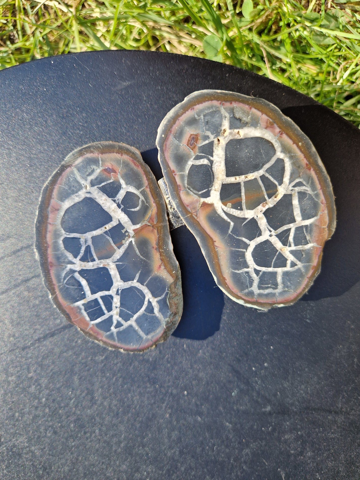 Nodules de Septaria (à choisir)