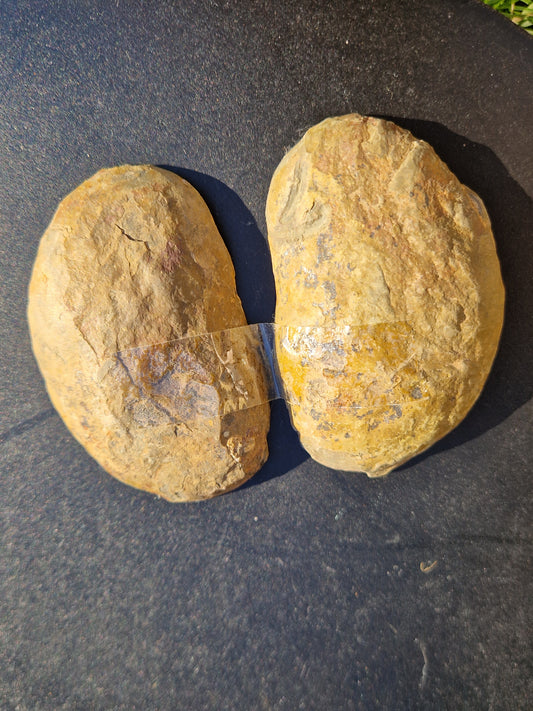 Nodules de Septaria (à choisir)