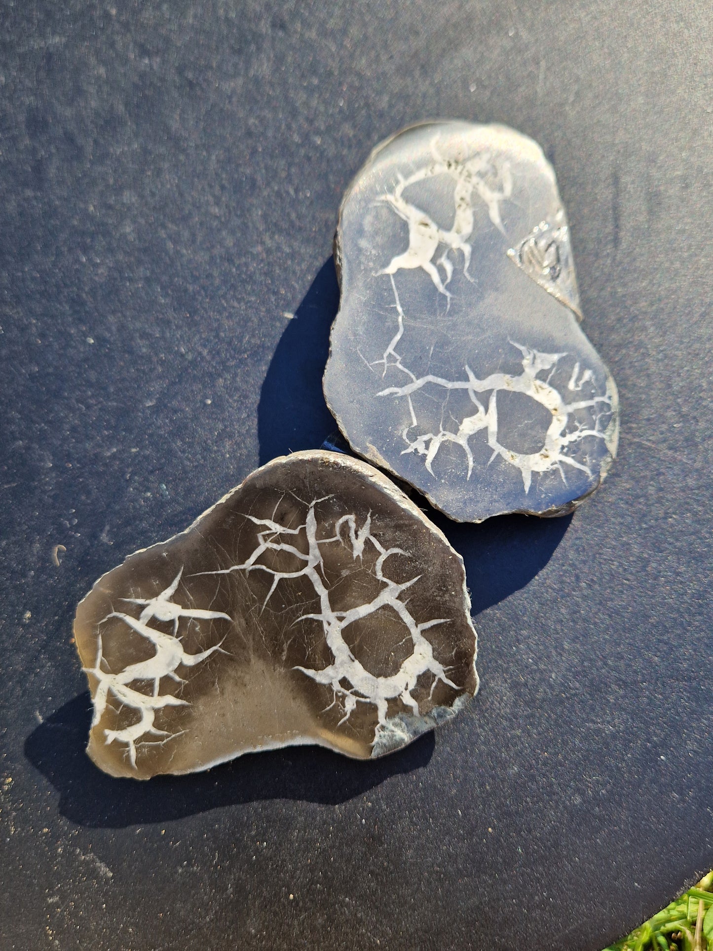 Nodules de Septaria (à choisir)