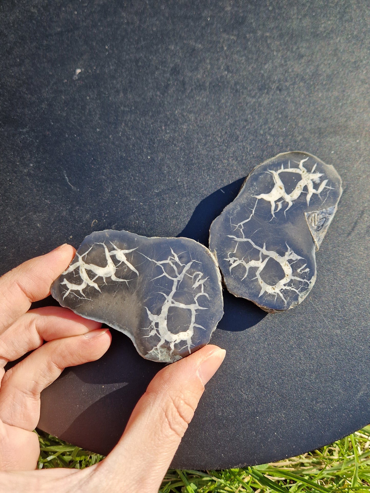 Nodules de Septaria (à choisir)