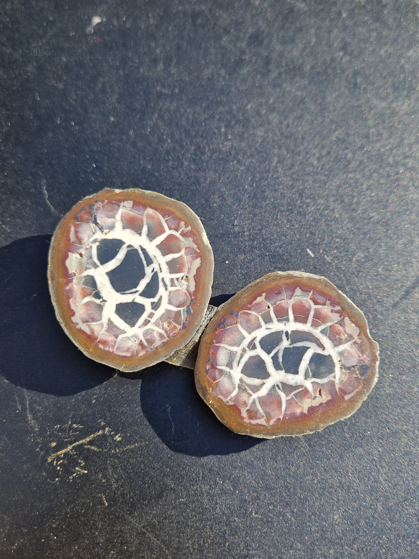 Nodules de Septaria (à choisir)