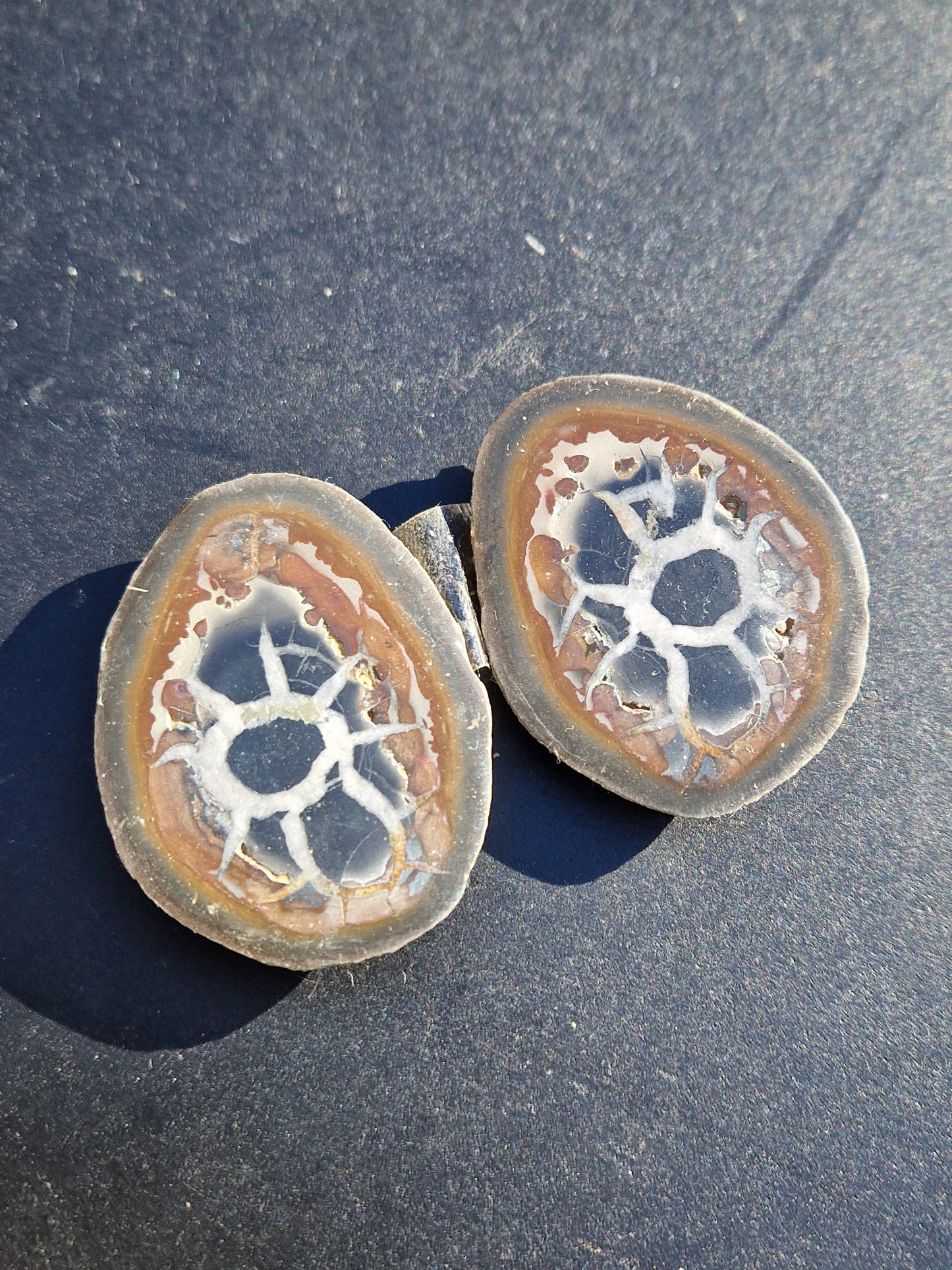 Nodules de Septaria (à choisir)