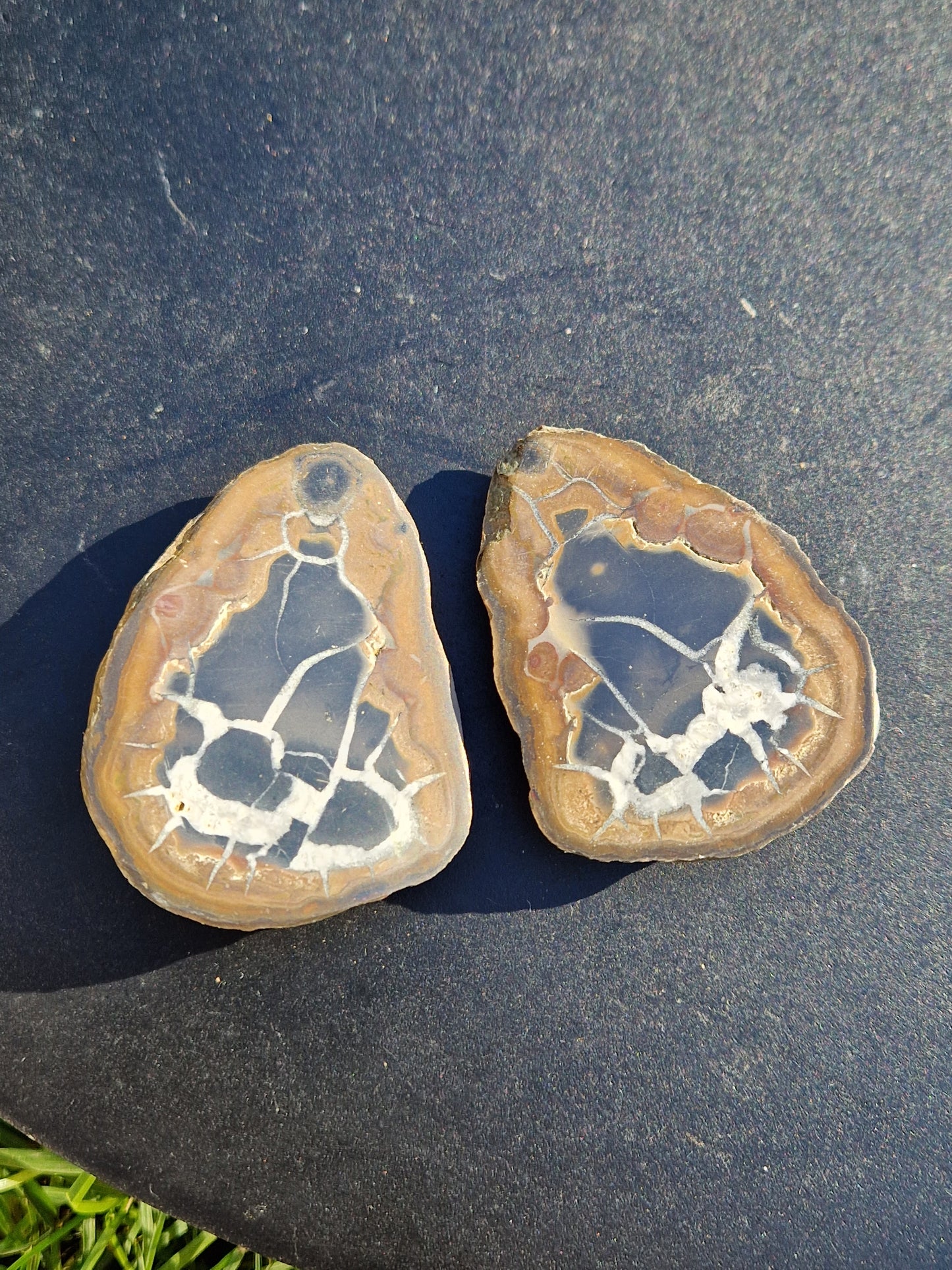 Nodules de Septaria (à choisir)