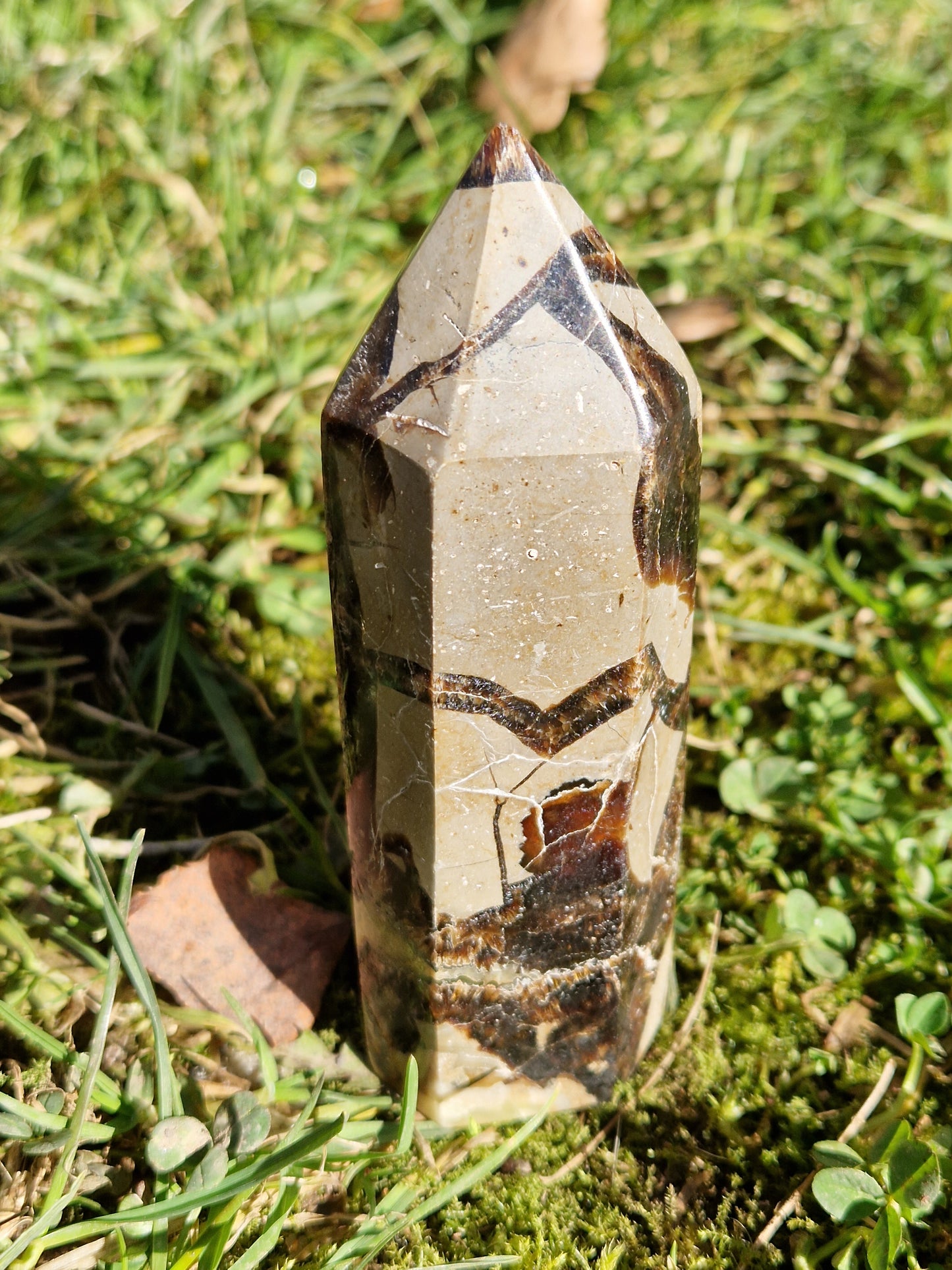 Pointe Septaria C