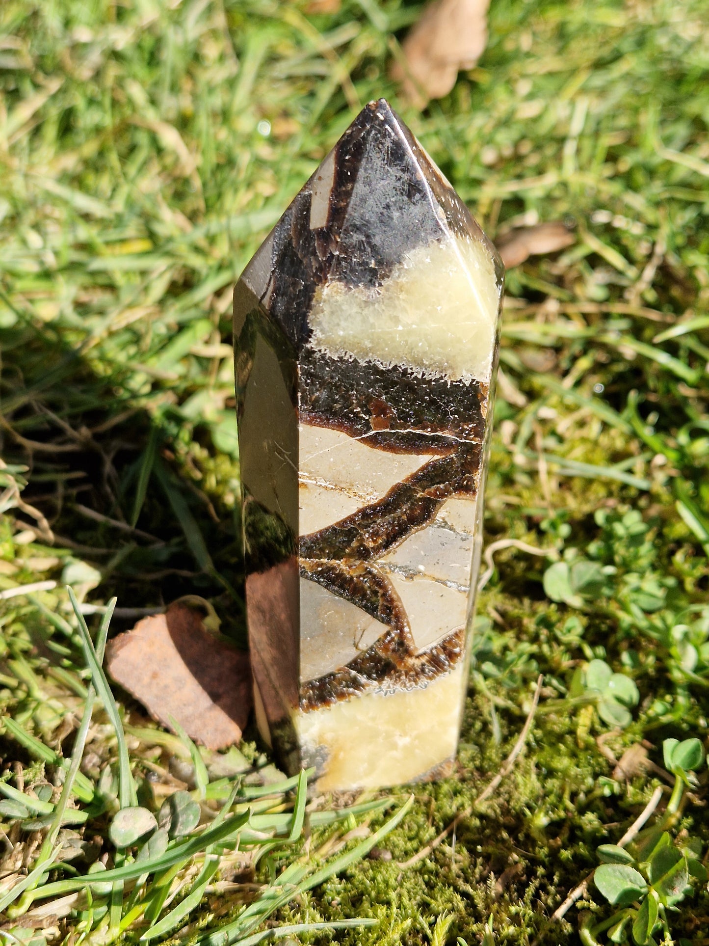 Pointe Septaria C