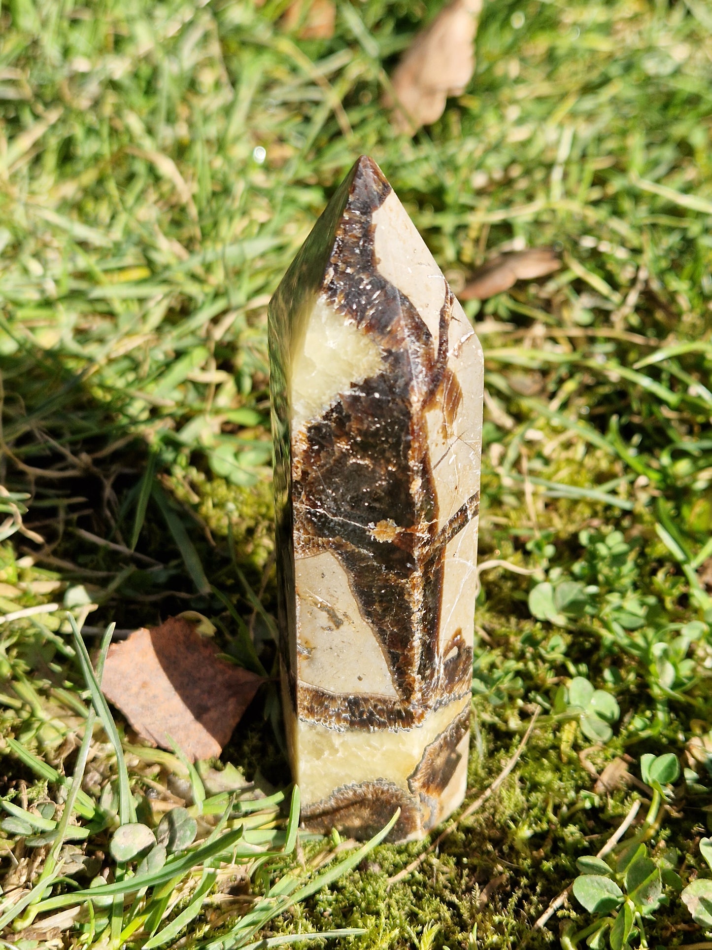 Pointe Septaria C