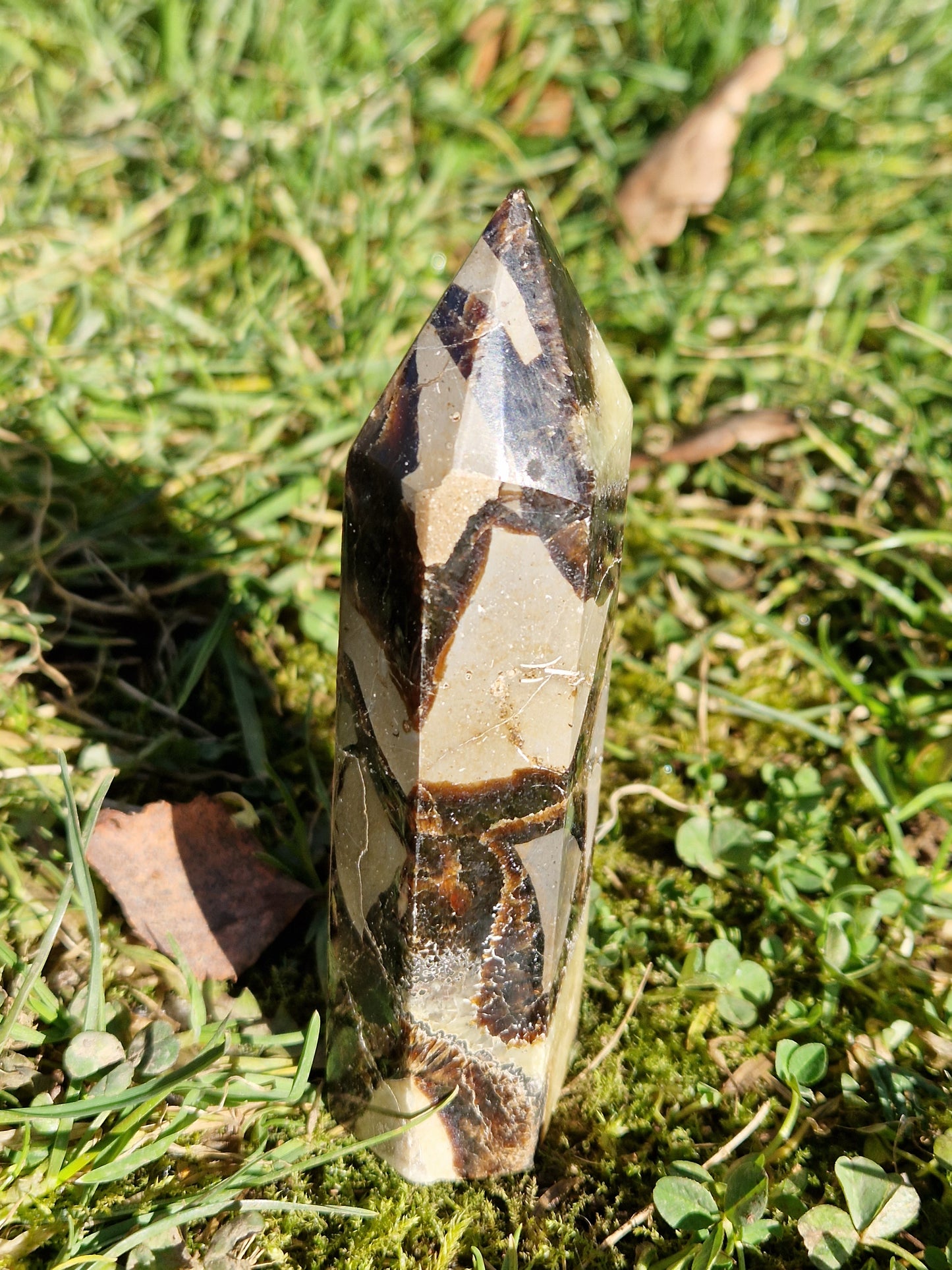 Pointe Septaria C