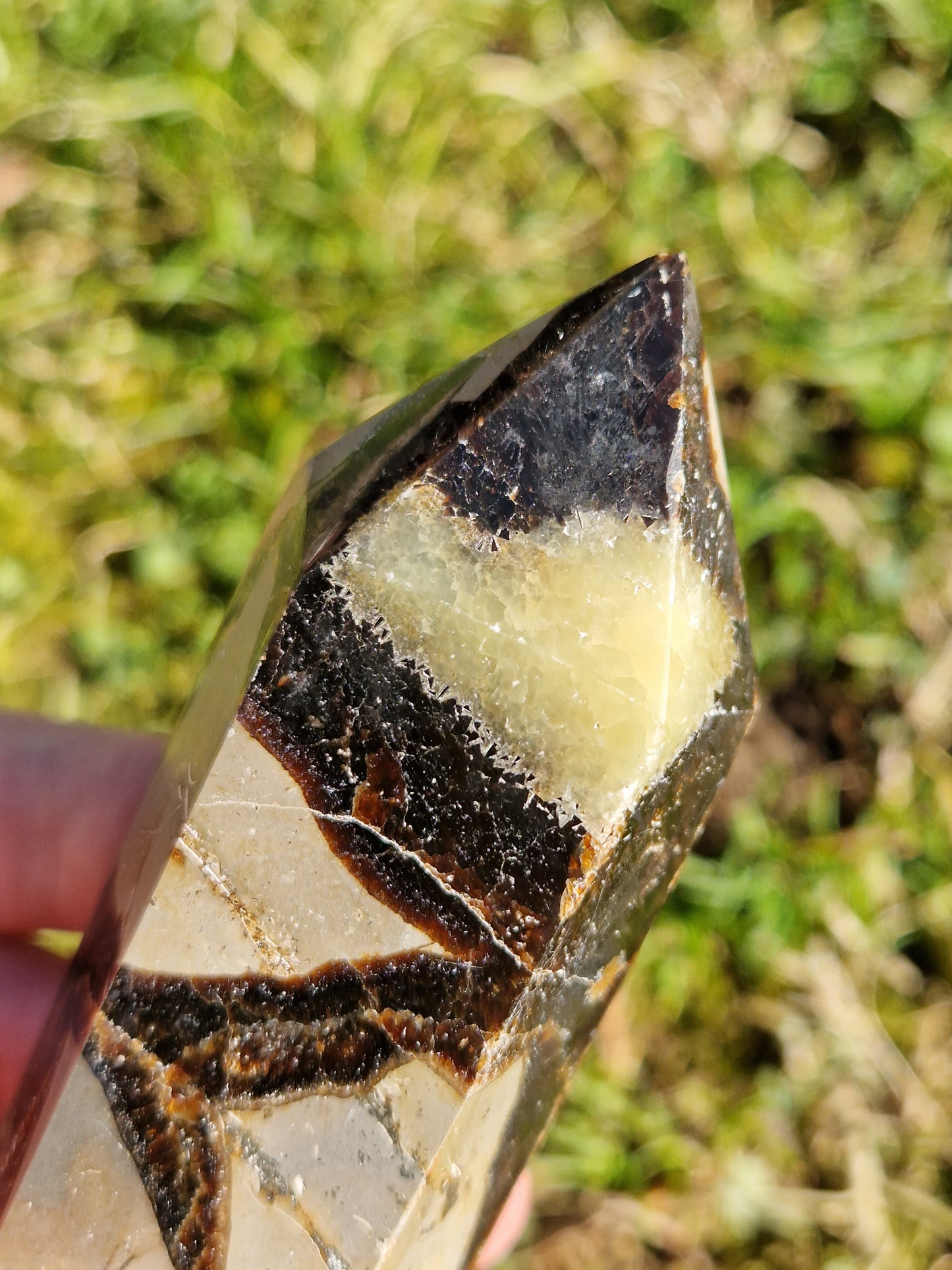 Pointe Septaria C