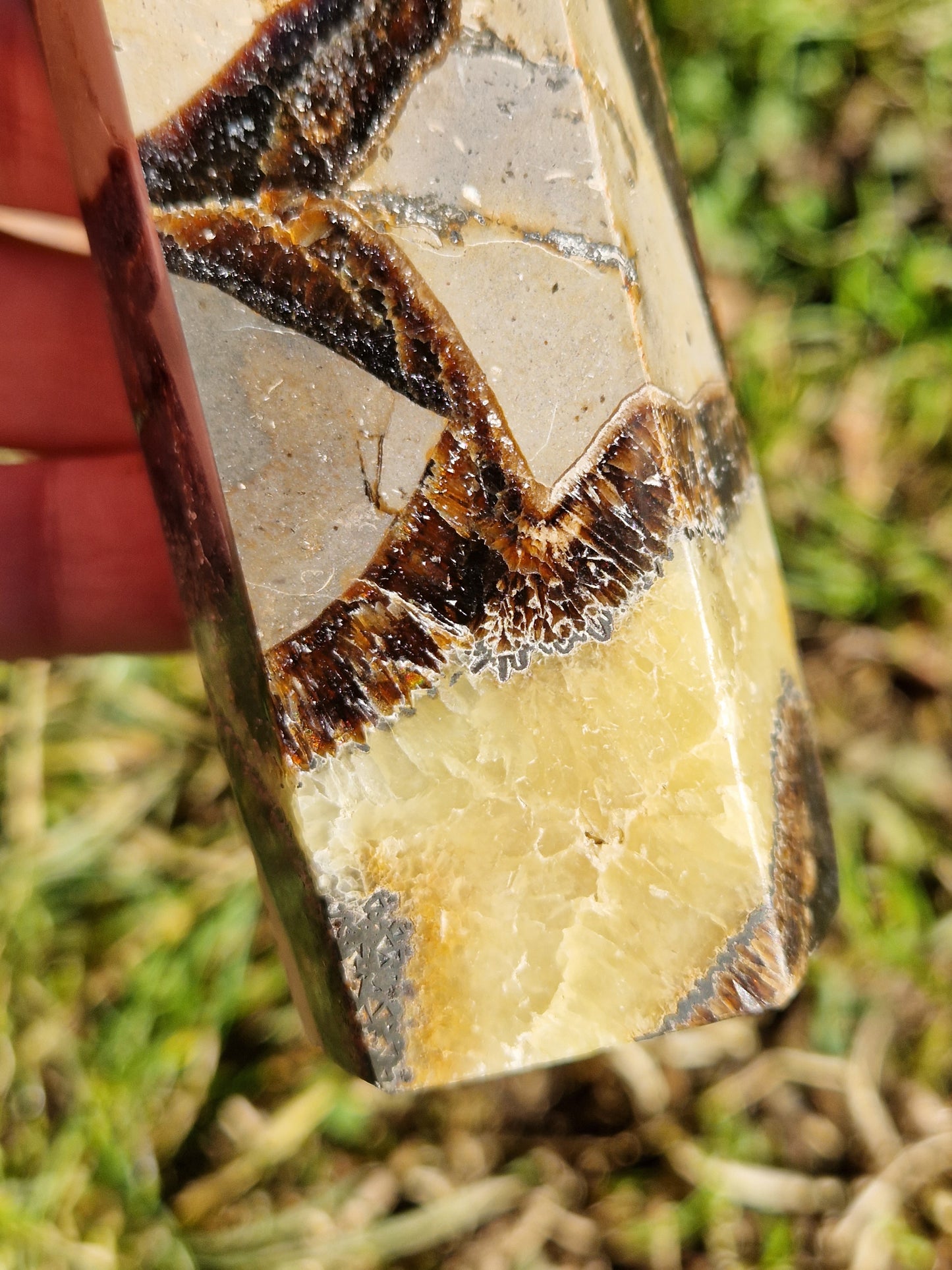 Pointe Septaria C
