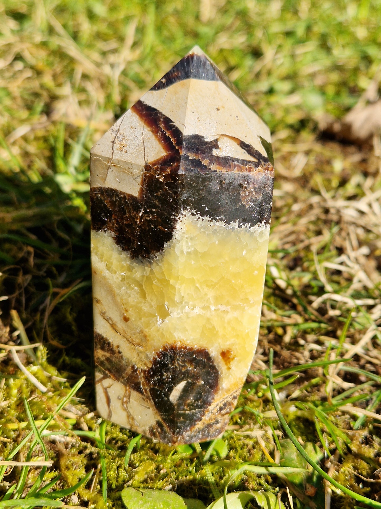 Pointe Septaria D