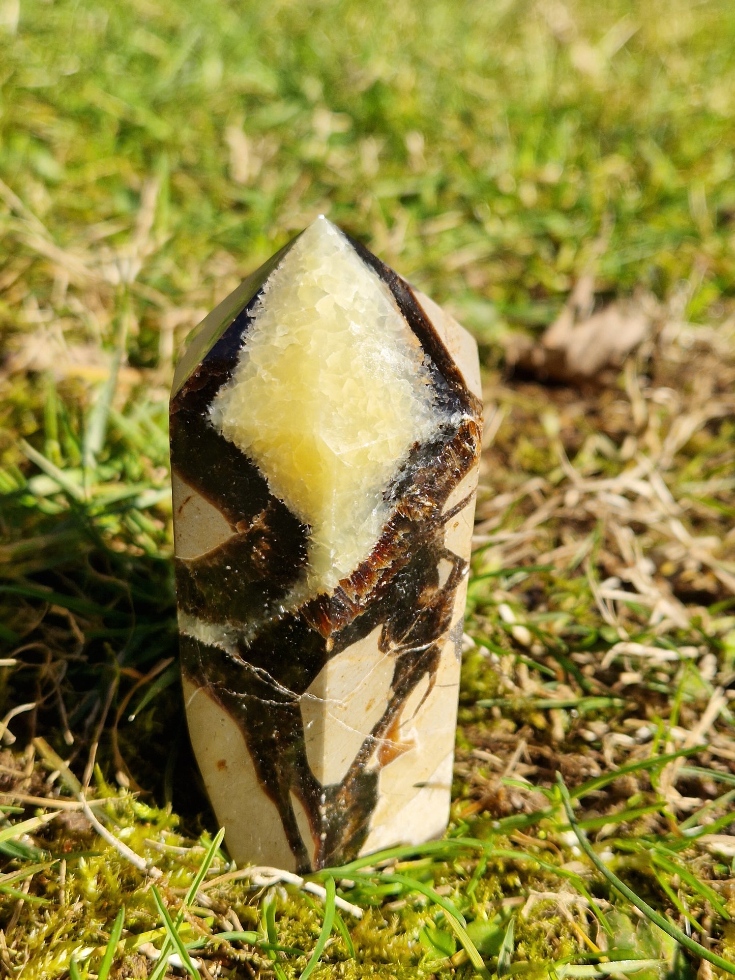 Pointe Septaria D
