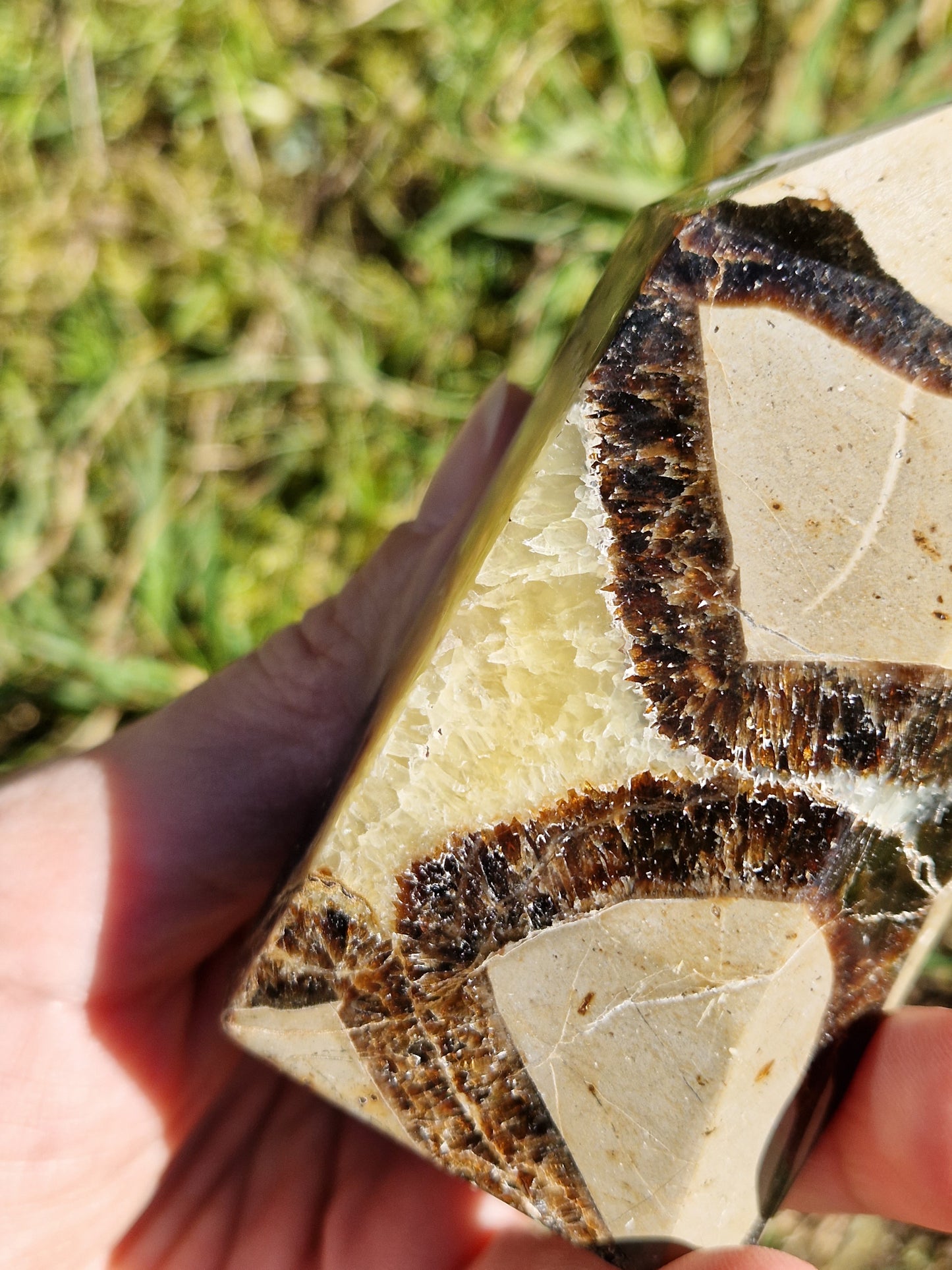 Pointe Septaria D