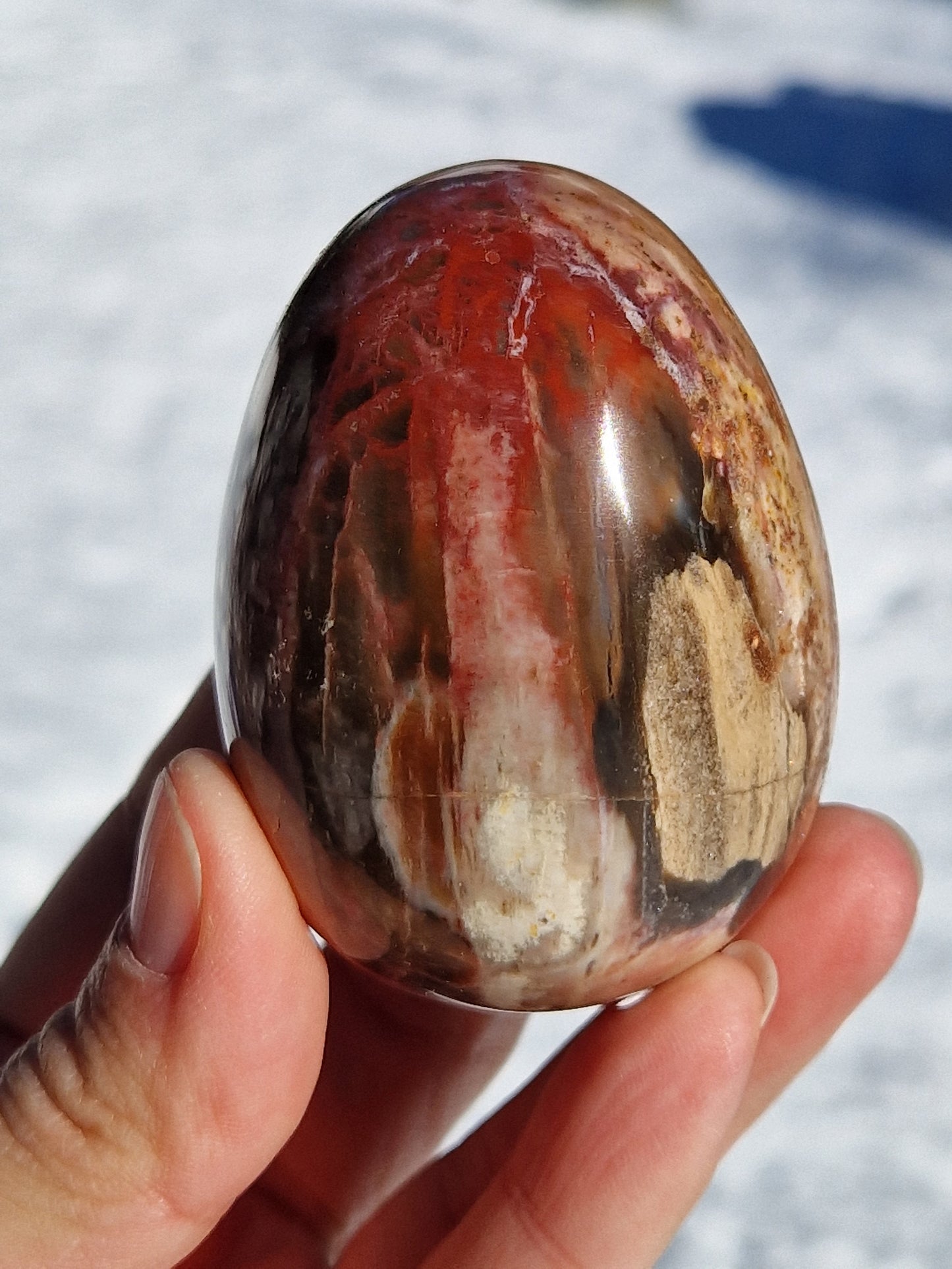 Oeuf en Bois fossile n°2