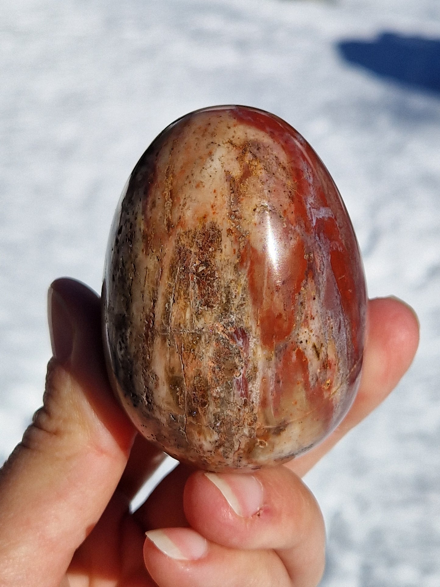 Oeuf en Bois fossile n°2
