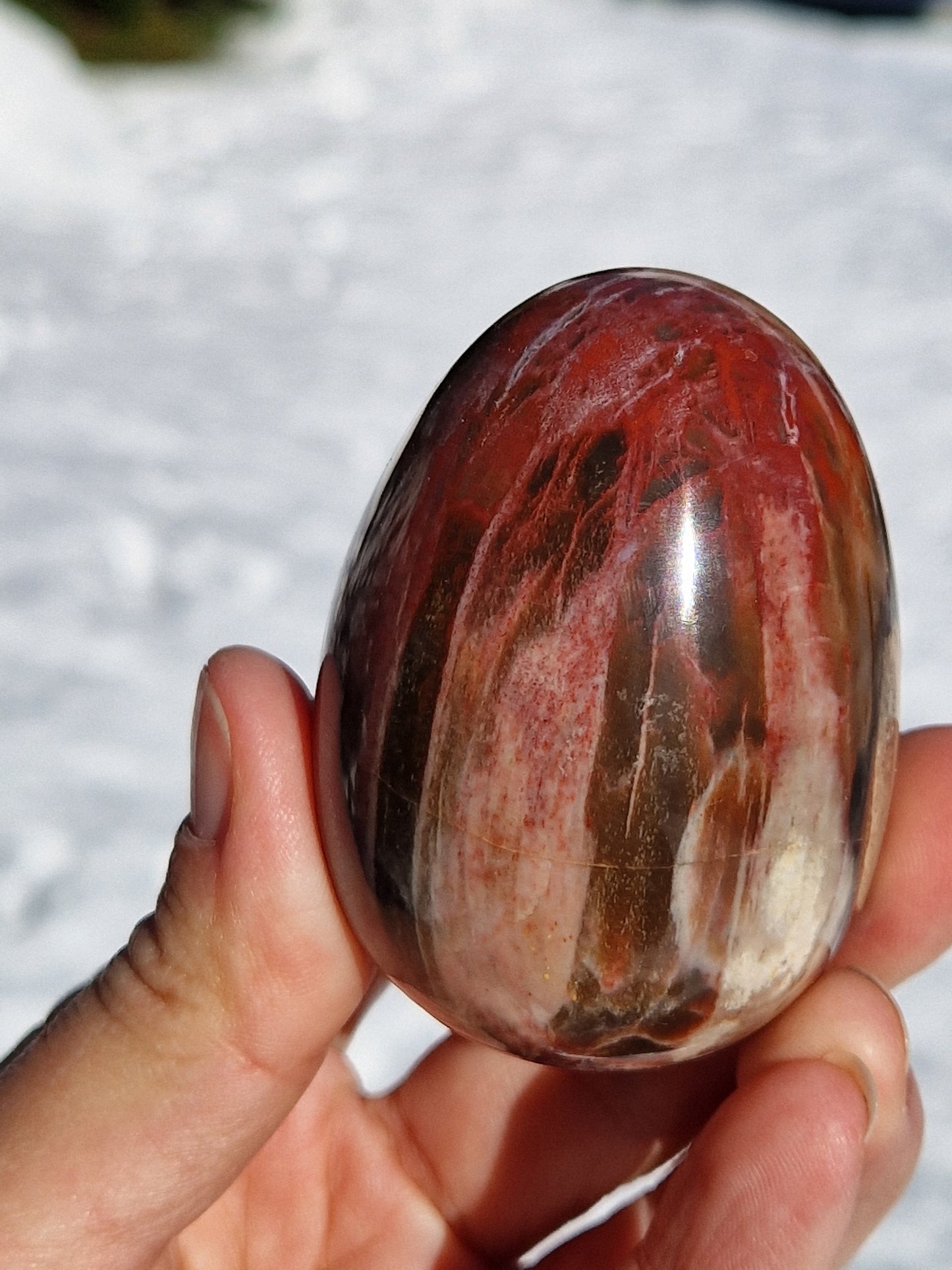 Oeuf en Bois fossile n°2