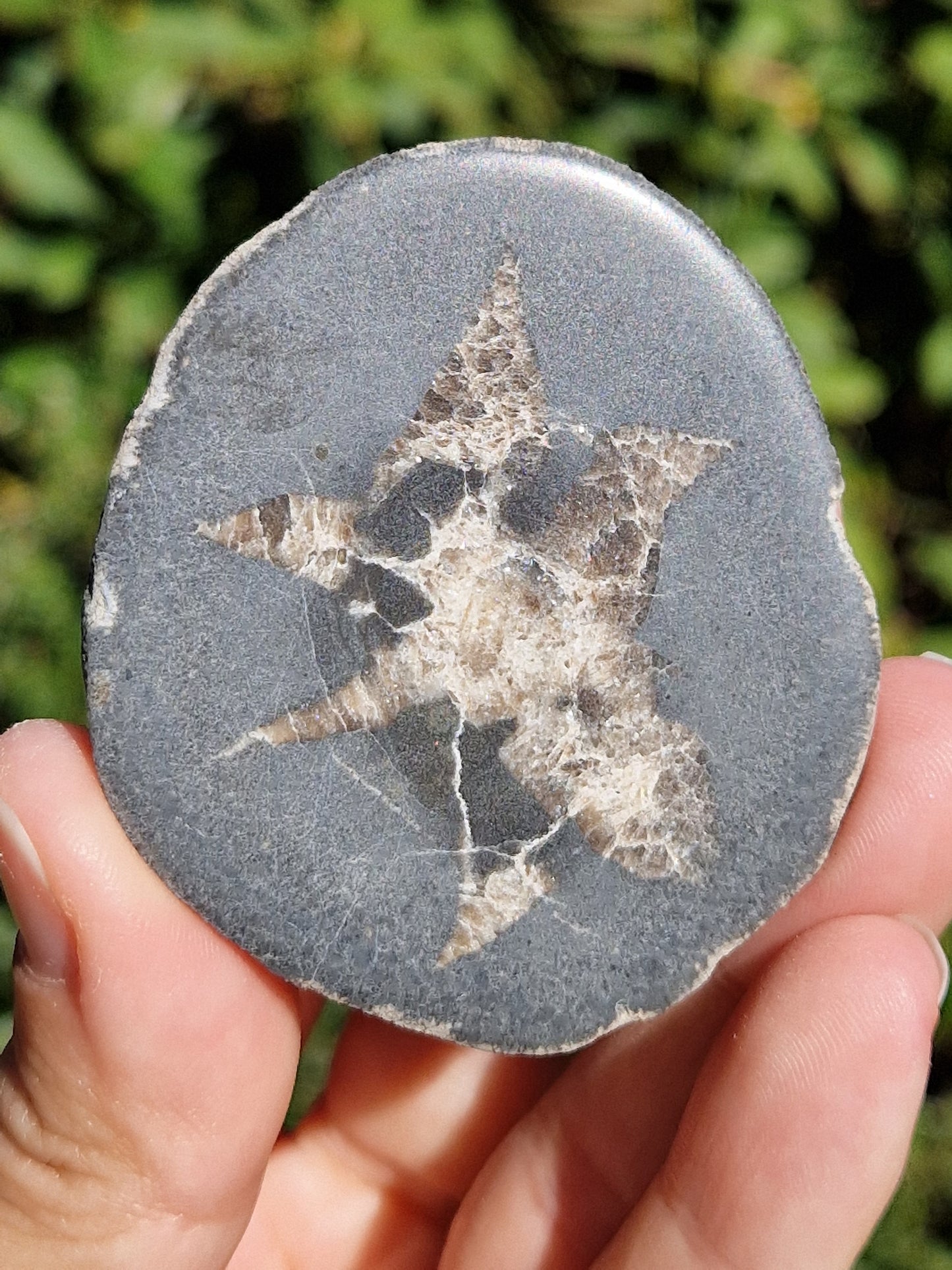 Nodule de Septaria française (à choisir)