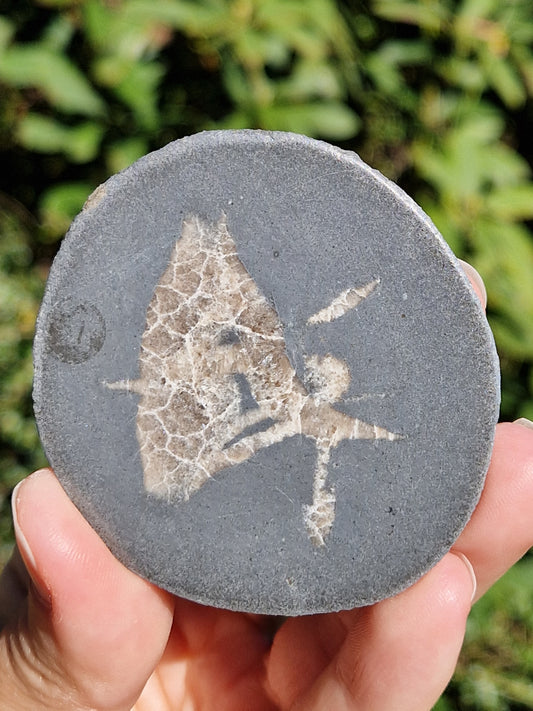 Nodule de Septaria française (à choisir)