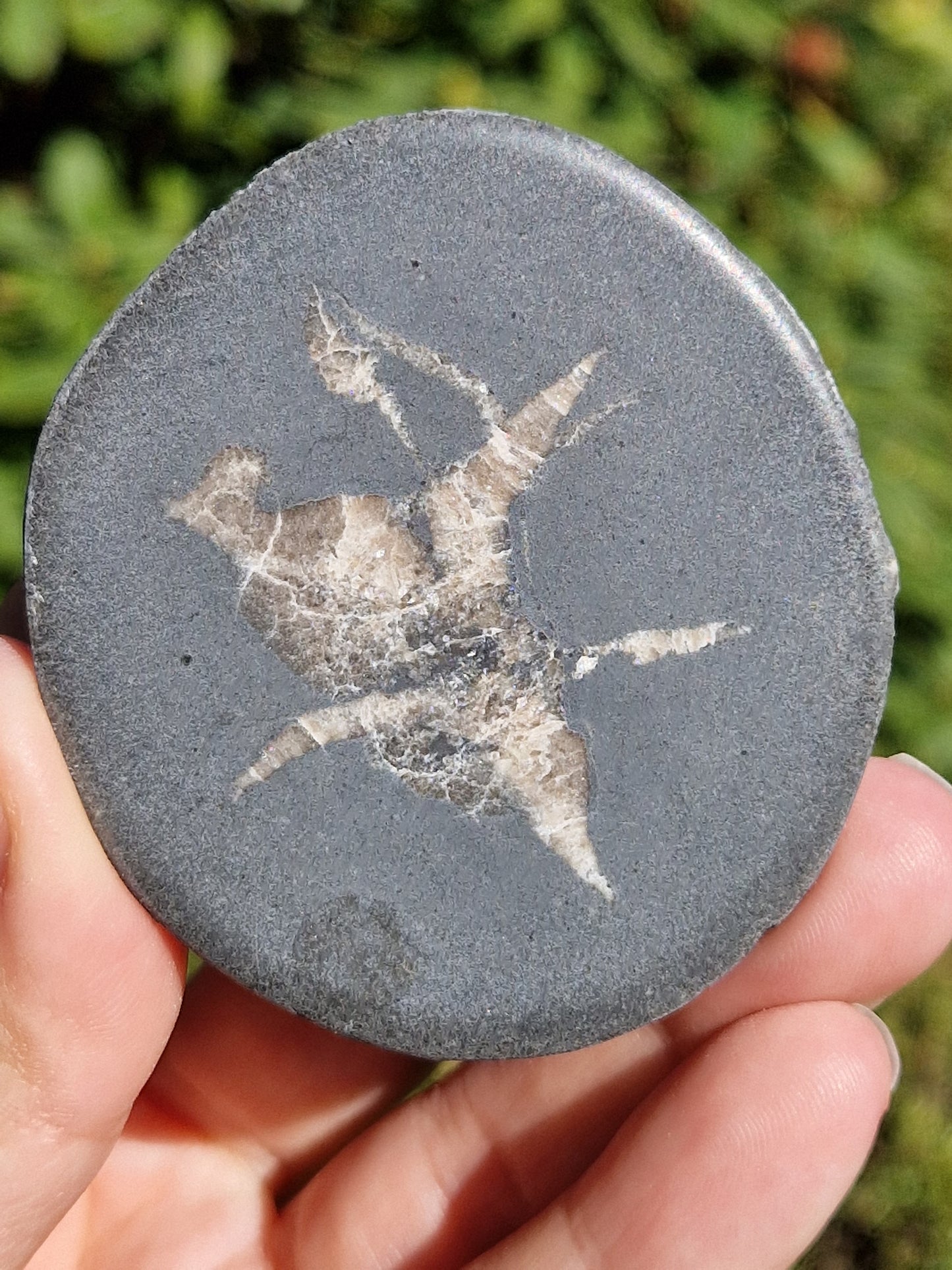 Nodule de Septaria française (à choisir)