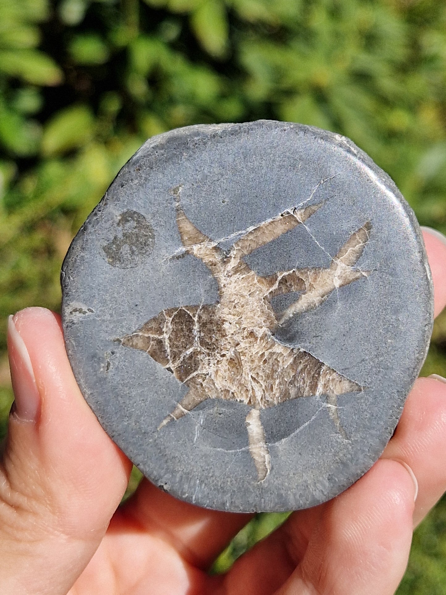 Nodule de Septaria française (à choisir)