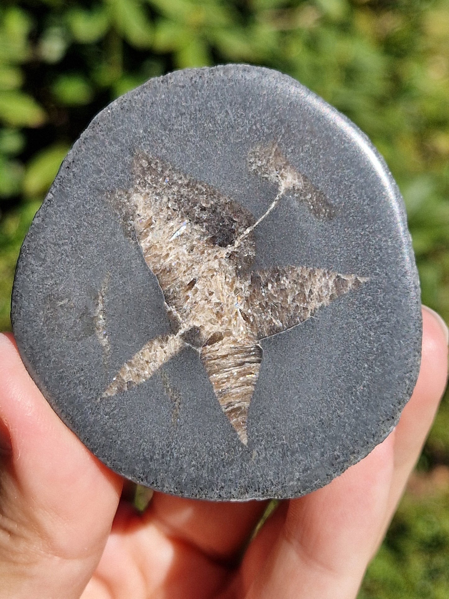 Nodule de Septaria française (à choisir)