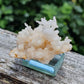 Aragonite corollaire française 9