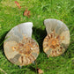 Ammonite de Madagascar D