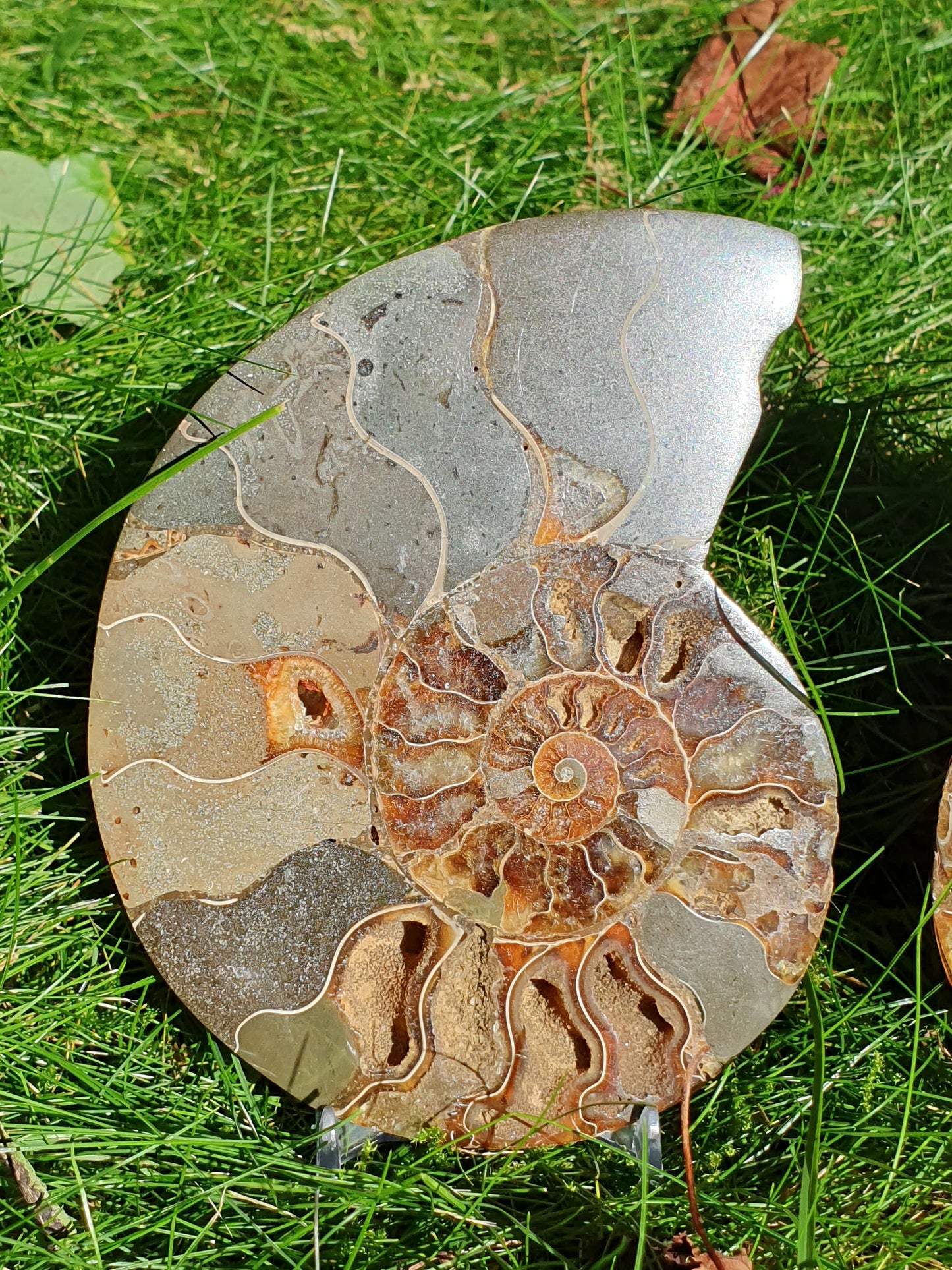 Ammonite de Madagascar D