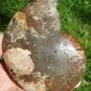 Ammonite de Madagascar D