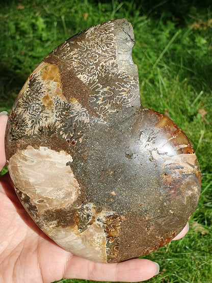 Ammonite de Madagascar D