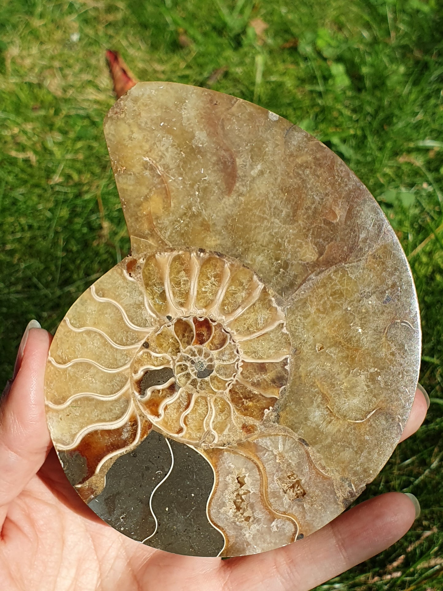 Ammonite de Madagascar A