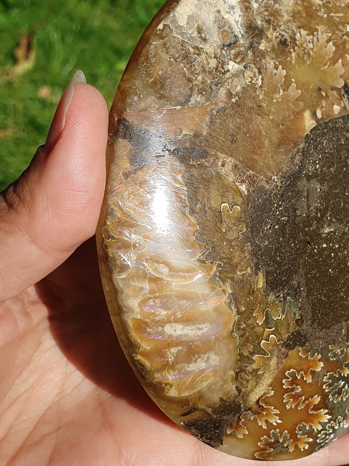 Ammonite de Madagascar A