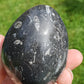 Oeuf Orthoceras B